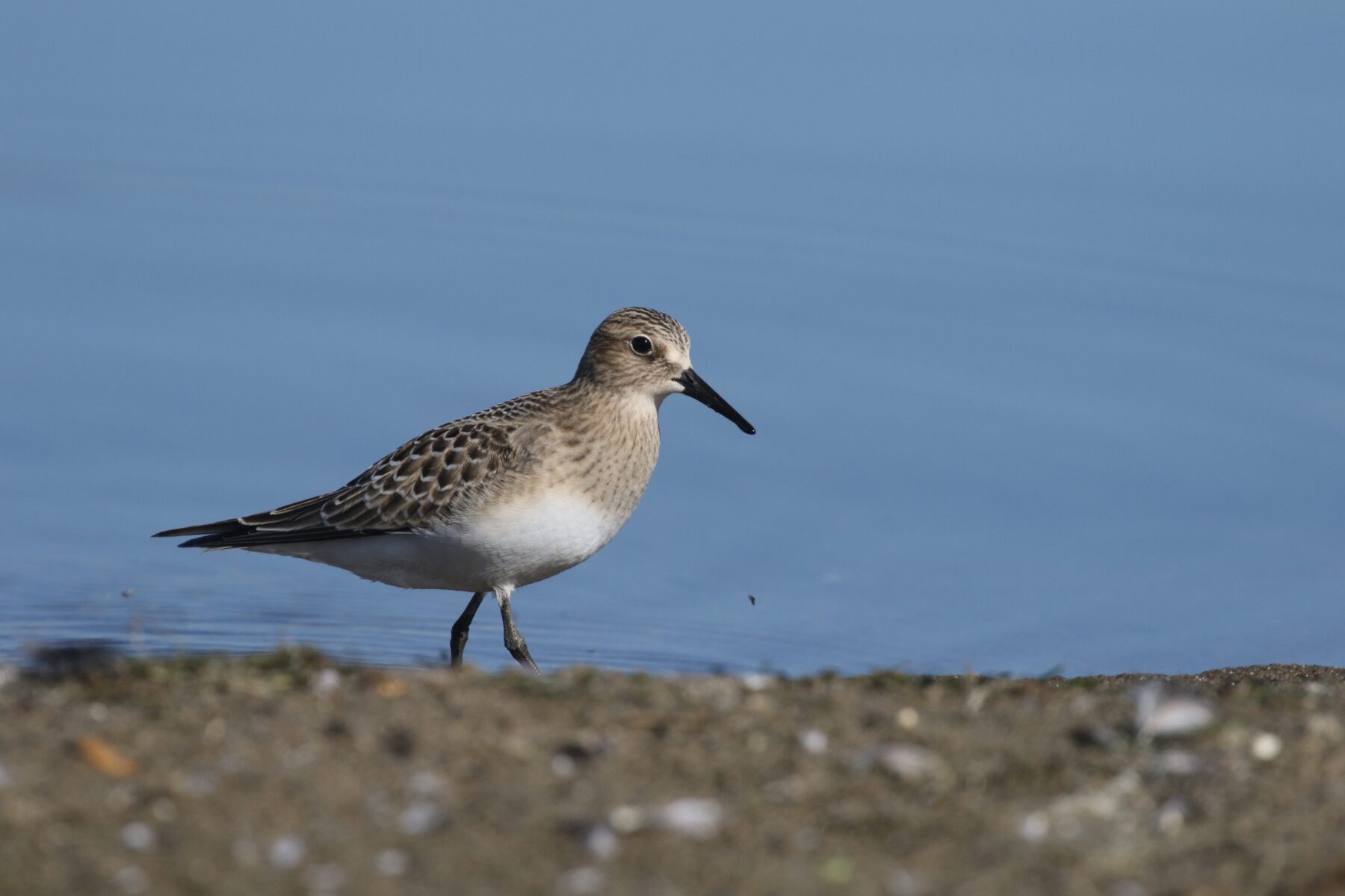 World Shorebird Day – LAST CHANCE AUDUBON SOCIETY